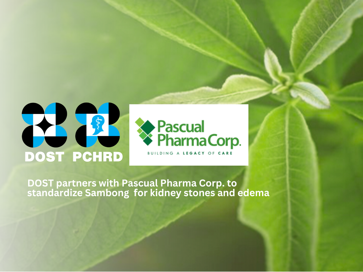 DOST partners with Pascual Pharma Corp. to standardize Sambong  for kidney stones and edema